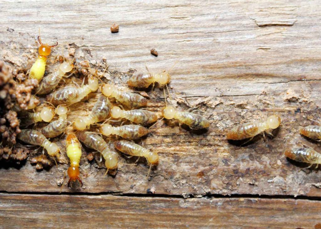 Spotted Termites? 5 Reasons to Act Fast and Call the Professionals